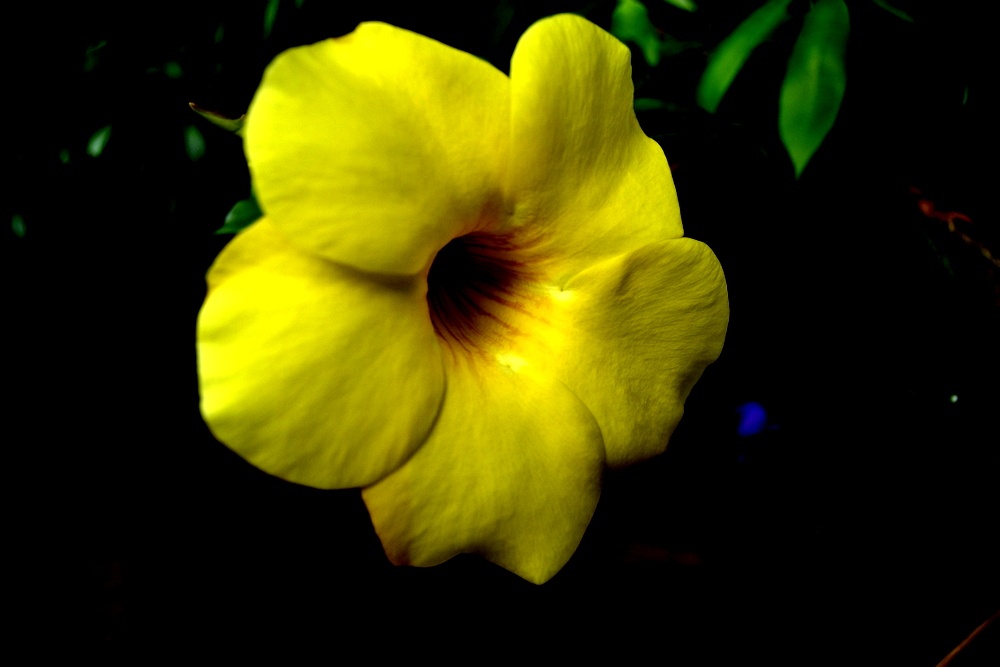 "La flor amarilla" de Fernanda Ferrari (fer)