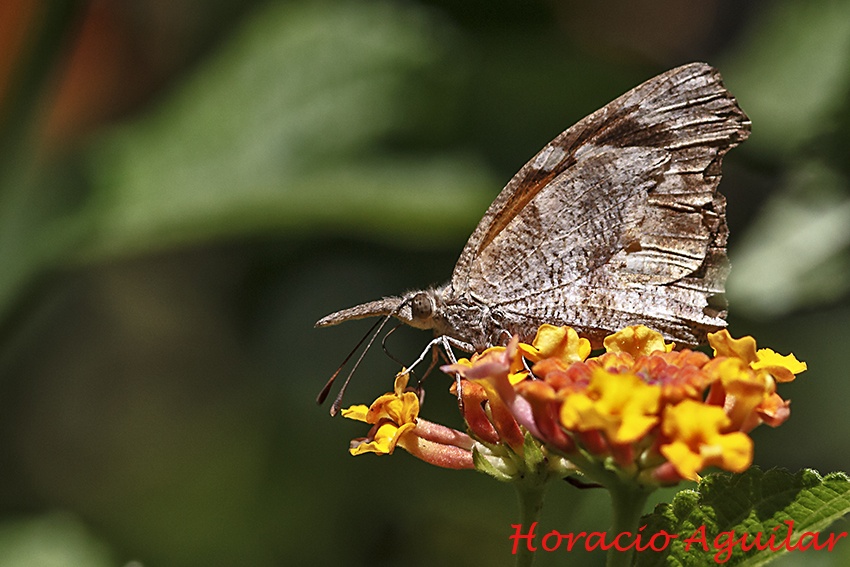 "La llaman `mariposa picuda`" de Horacio Aguilar