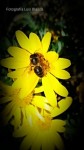 La abeja en la margarita