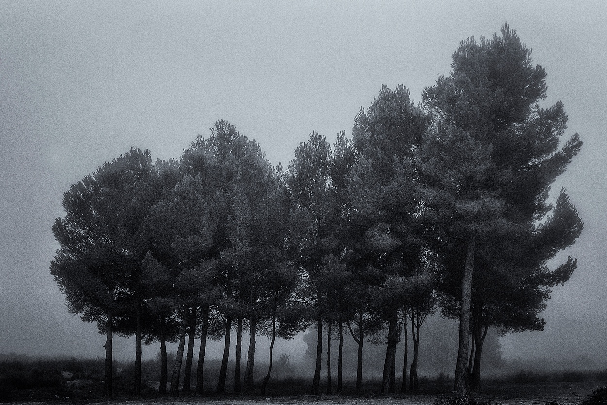 "Pinos en la niebla" de Francisco Jos Cerd Ortiz