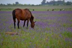 El caballo y las flores silvestres