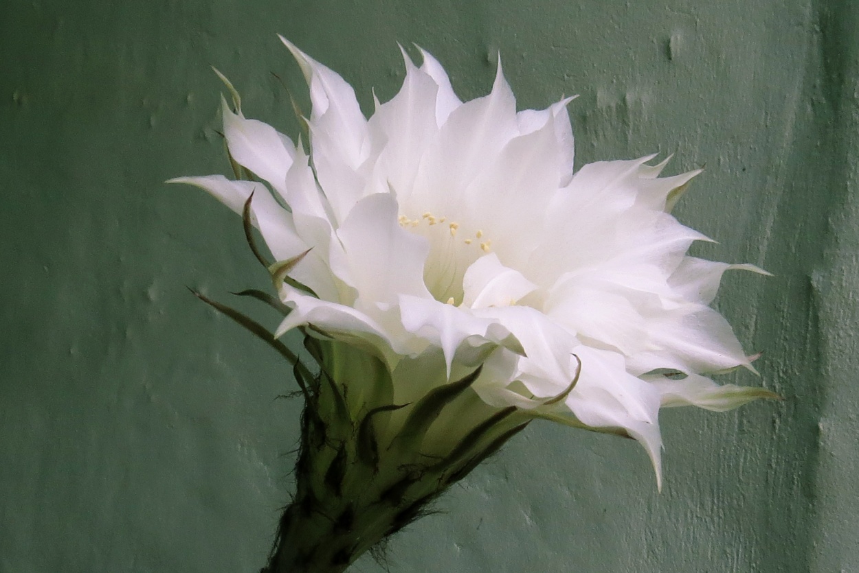 "`Blanca pureza`" de Iris Elizabeth Scotto