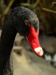 cisne negro (posando)