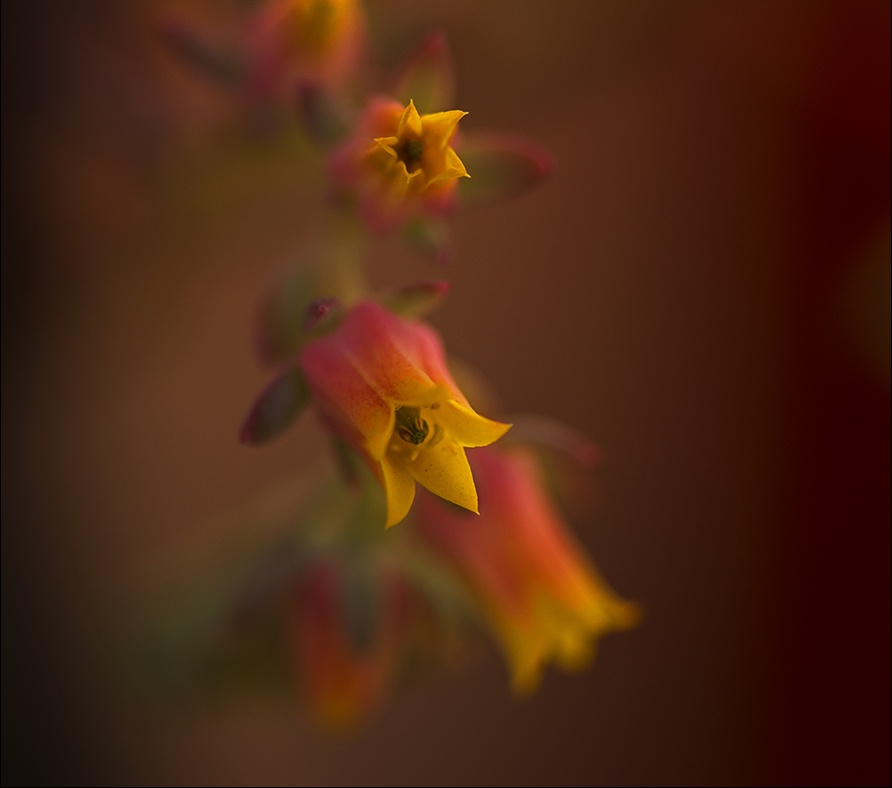 "Pequeitas flores de un cactus." de Silvia Beatriz Insaurralde (petalo)