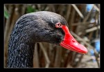 `Cisne Negro`