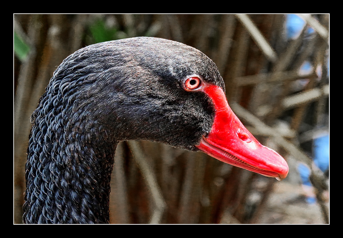"`Cisne Negro`" de Juan Carlos Demasi
