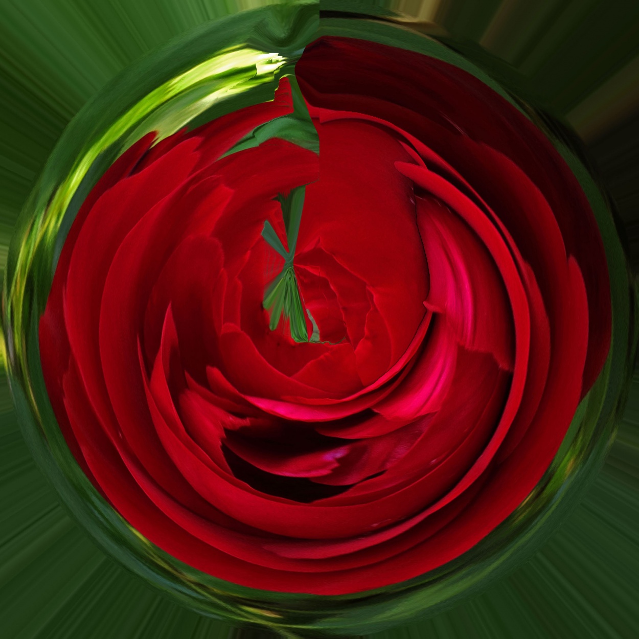 "`Remolino de rosas`" de Iris Elizabeth Scotto