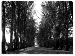 El camino de los Eucaliptus