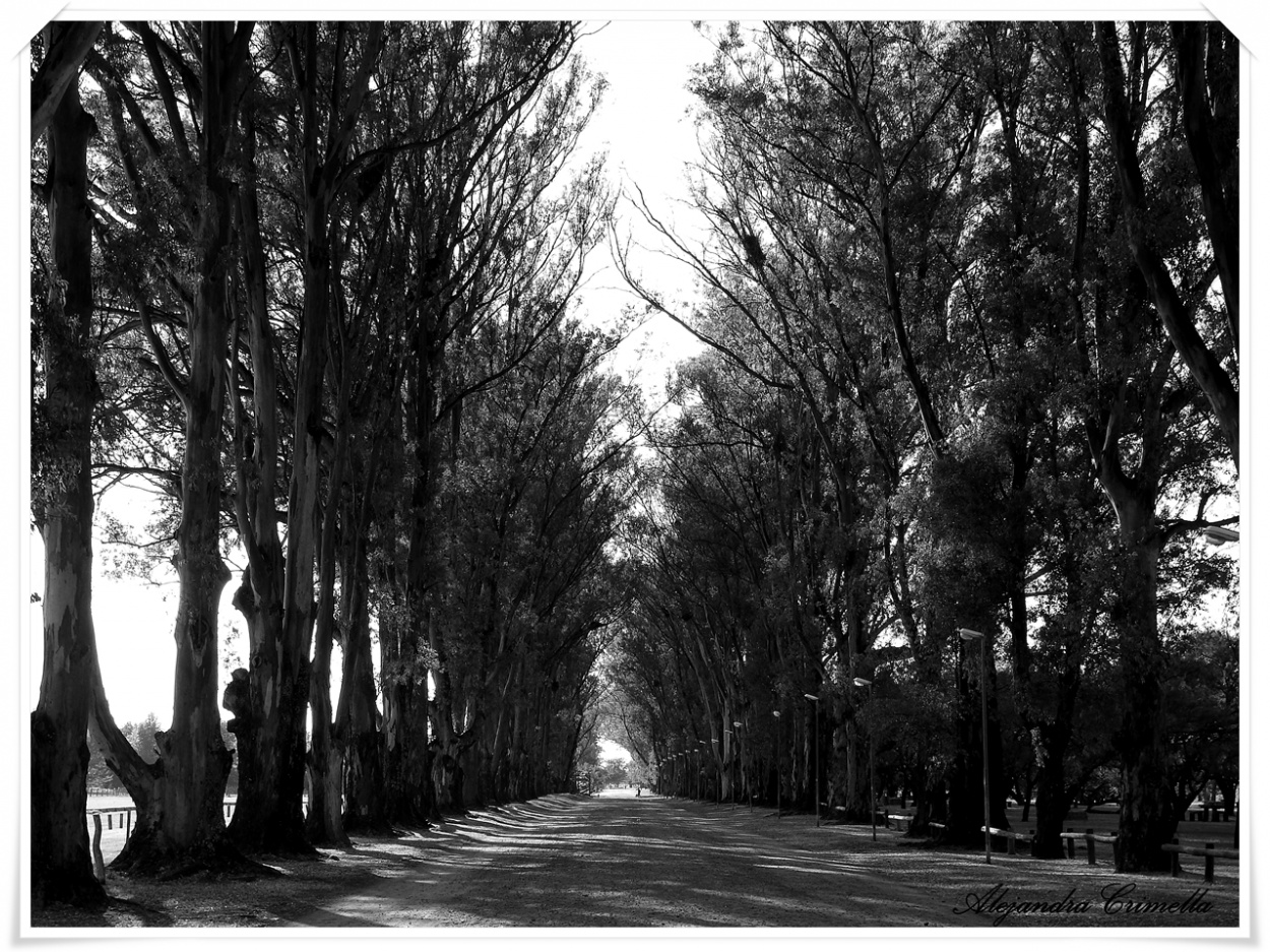"El camino de los Eucaliptus" de Alejandra Crimella