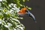 el ultimo colibri...