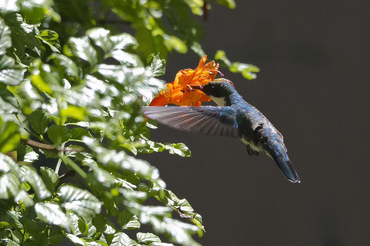 "el ultimo colibri..." de Leonardo Perissinotto