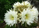 Cactus blancos