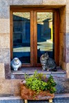 gatos en una ventana
