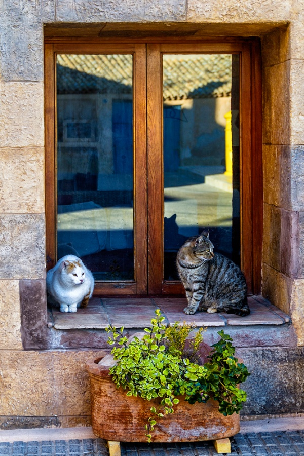 "gatos en una ventana" de Francisco Jos Cerd Ortiz