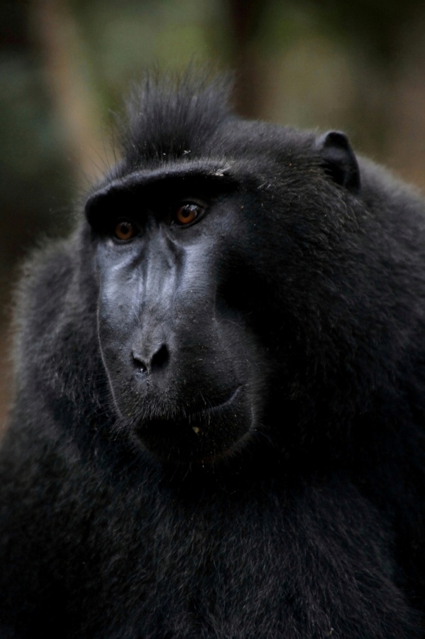 "Macaco Negro de Sulawesi" de Francisco Luis Azpiroz Costa