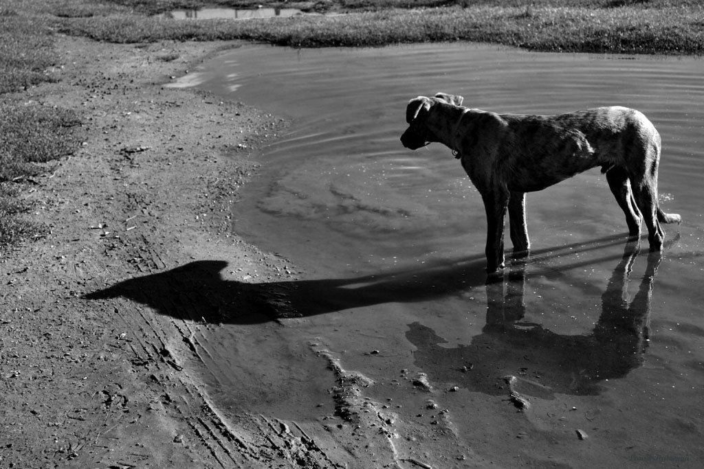 "Rex, su sombra y su reflejo" de Laura Noem Huizenga