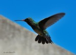 El vuelo del colibr...