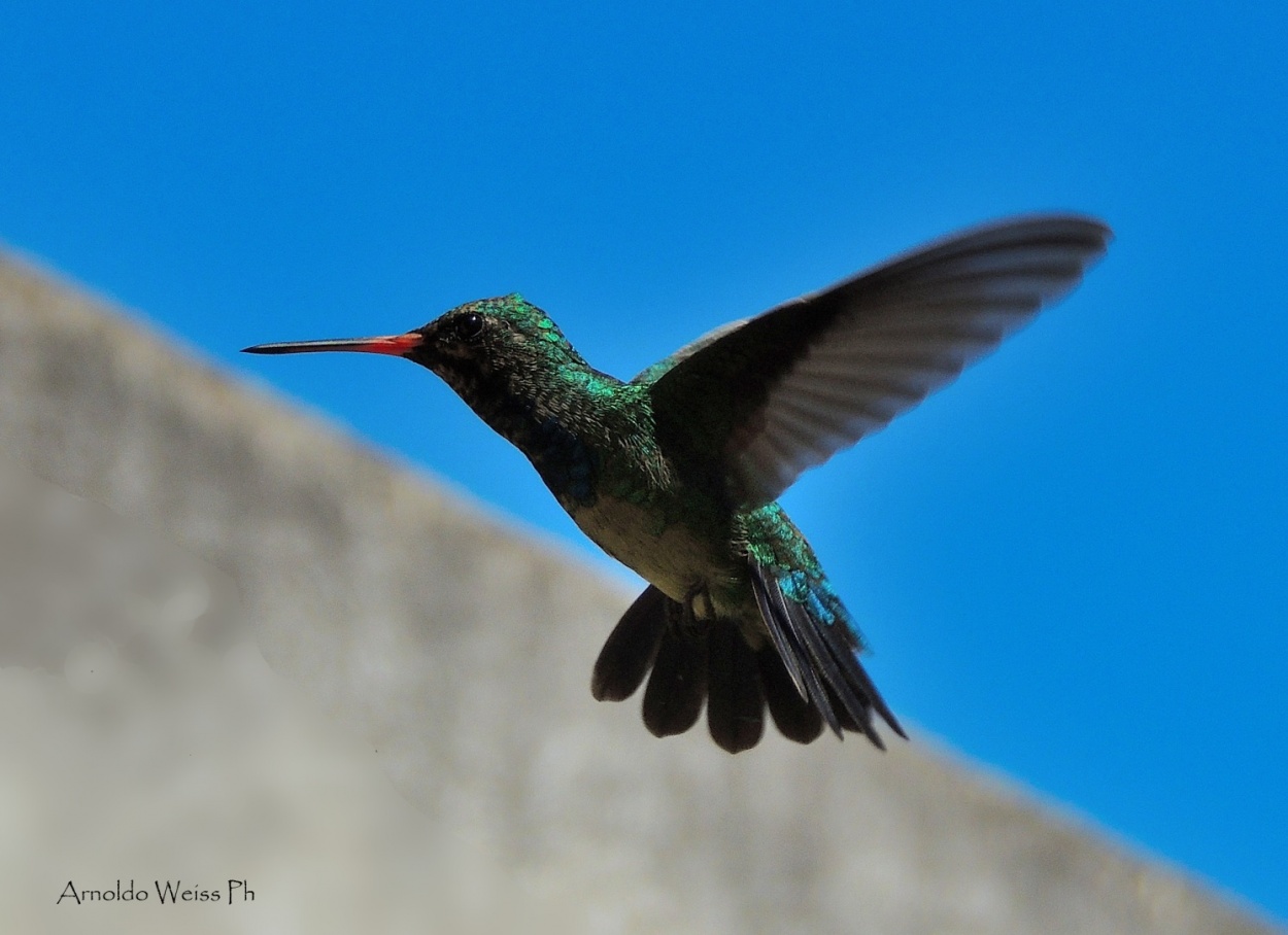 "El vuelo del colibr..." de Weiss Arnoldo Raul