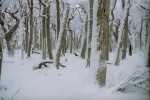 blanca nieve y el bosque