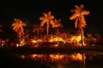 Noche de palmeras