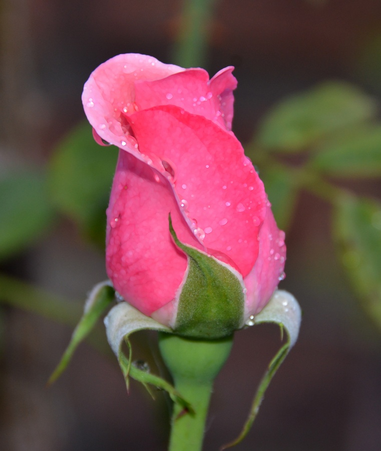 "rosa rosa" de Mario R. Belmonte