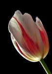 Tulipán rayado