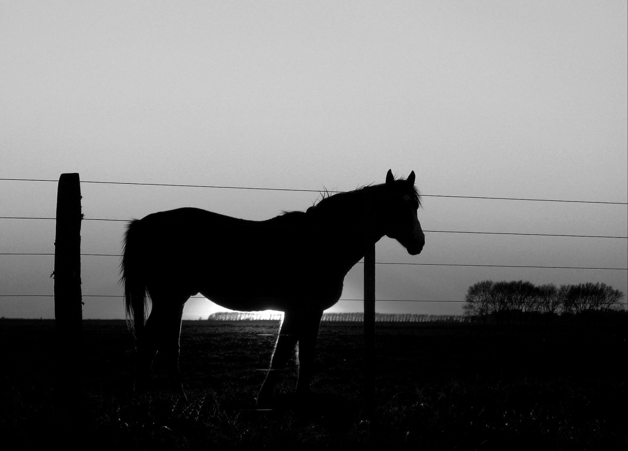 "Mi caballo" de Jorge Zanguitu Fernandez