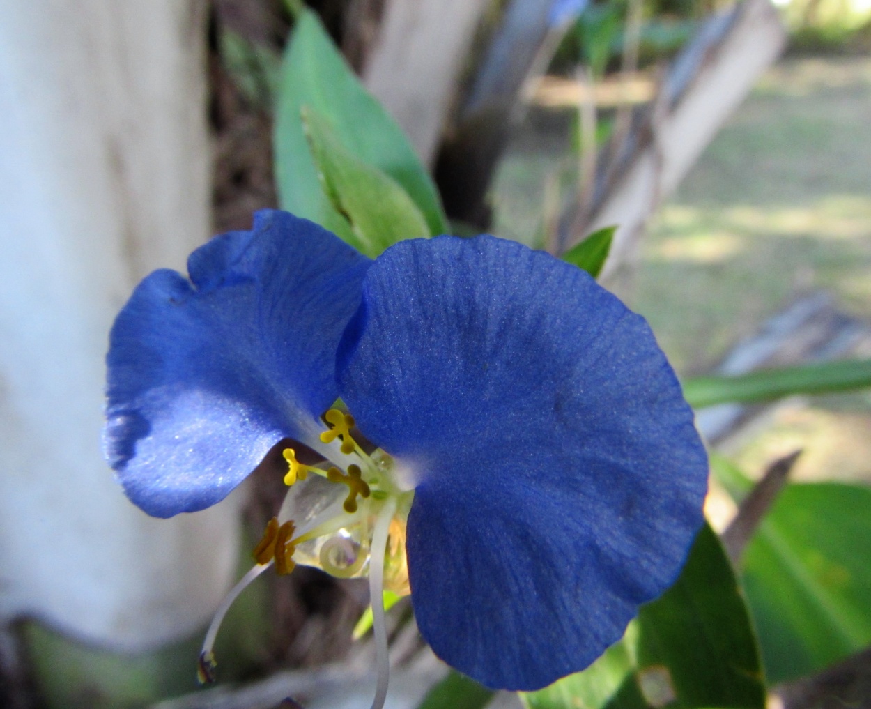 "Flor Azul" de Victor Osmar Quiones