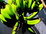 Bananero