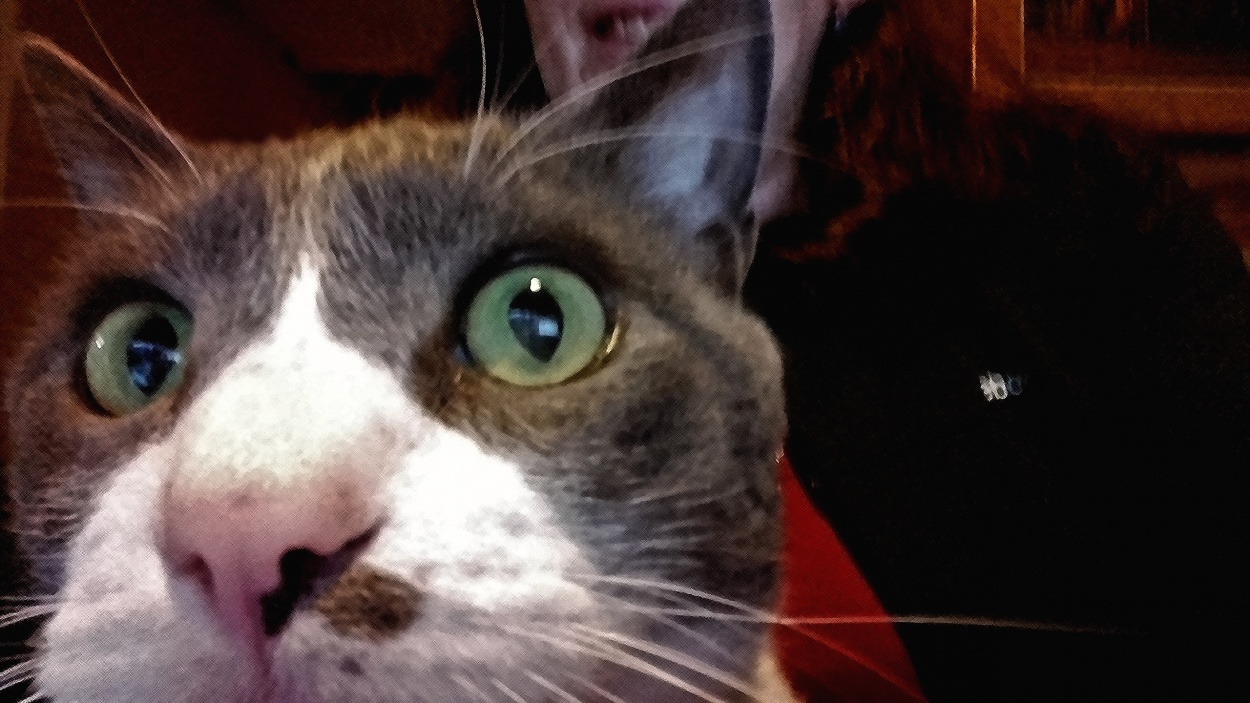 "Ups, me saqu una selfie! (El gato)" de Mercedes Pasini