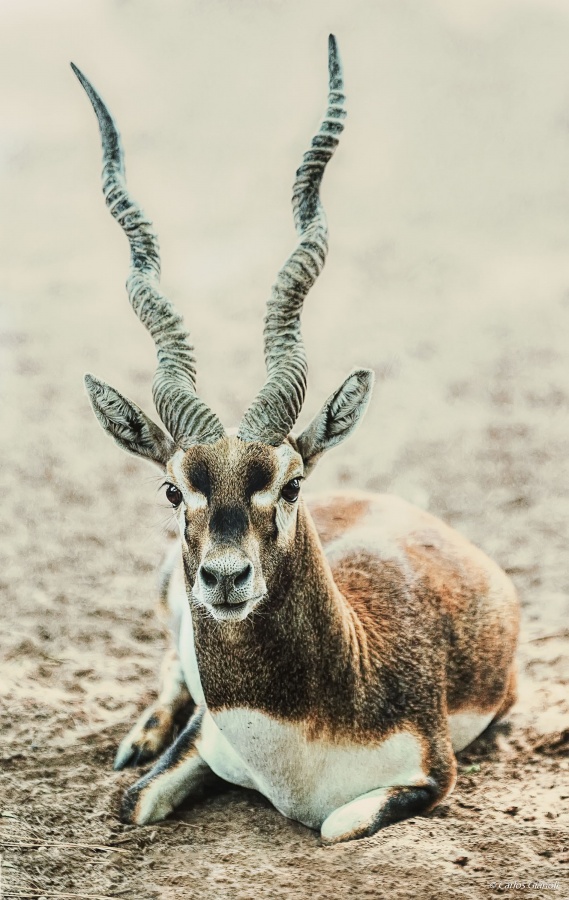 "Antlope negro o cervicapra." de Carlos Gianoli