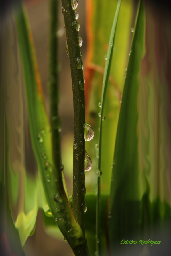 "LLuvia sobre verde" de Cristina Beatriz Rodrguez