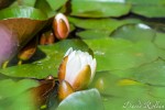 Nymphaea