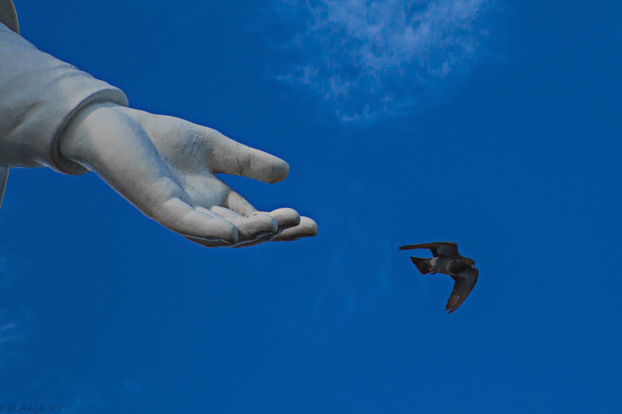 "El volar es para los pjaros" de Angel De Pascalis
