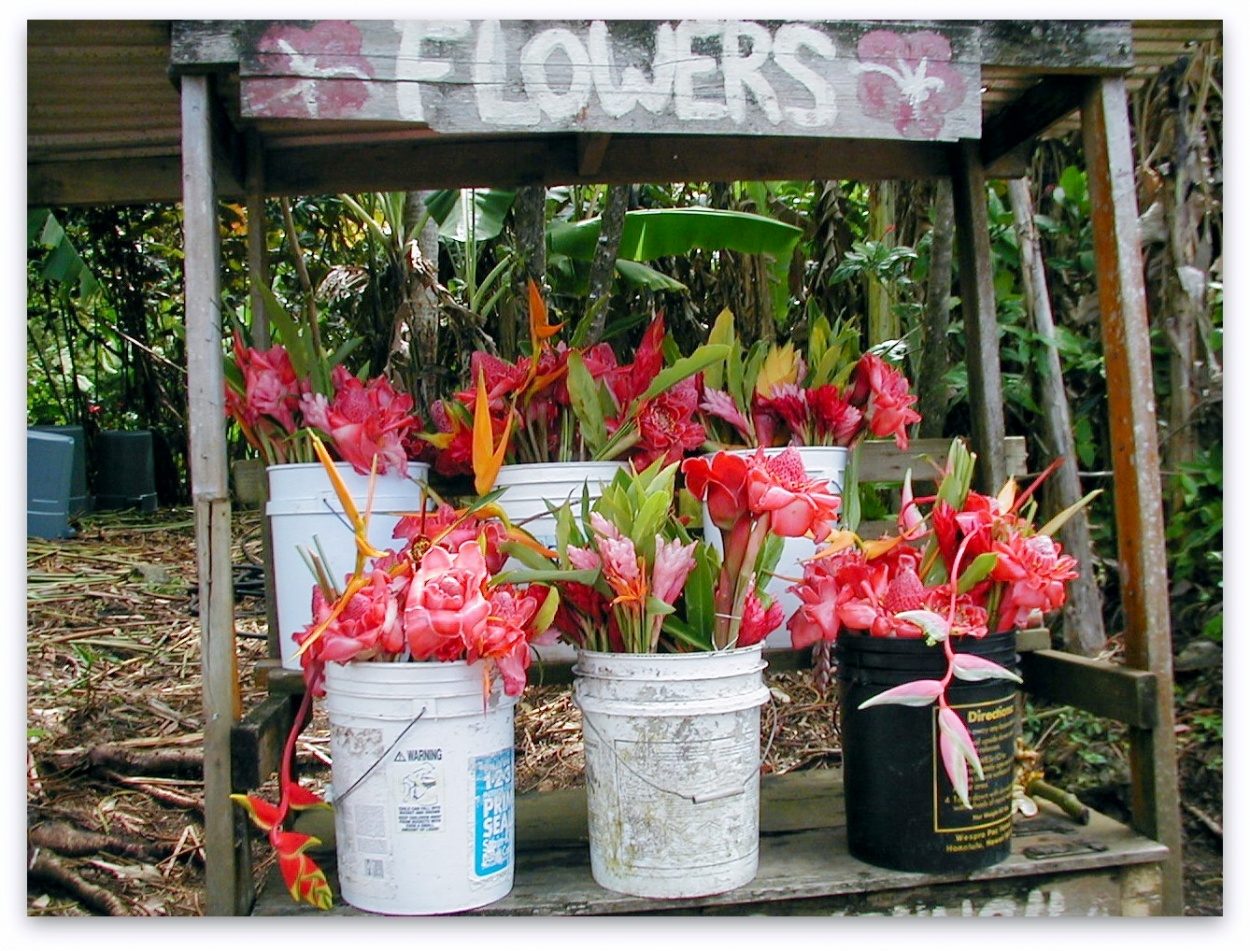 "Flores en venta" de Roberto Cceres