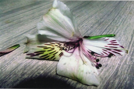 "Fragil como una mariposa" de Ana Tessler