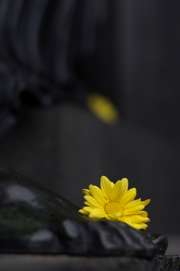 "Una flor amarilla" de Sergio O Vilar