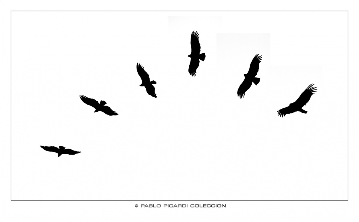 "El vuelo del condor" de Pablo Picardi