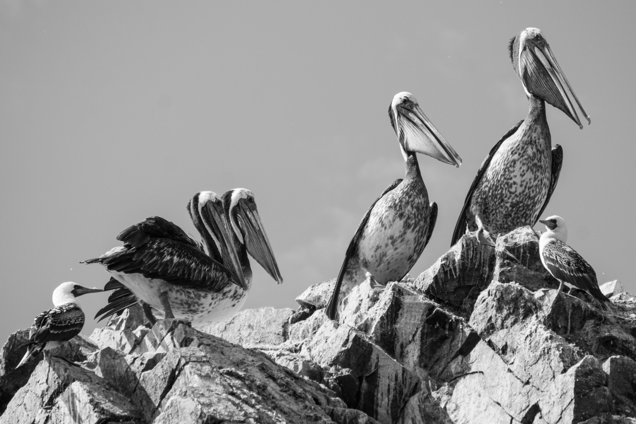 "Pelicanos en las islas Ballestas" de Carloman Macidiano Cspedes