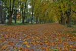 Camino de hojas
