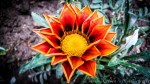 orange flower