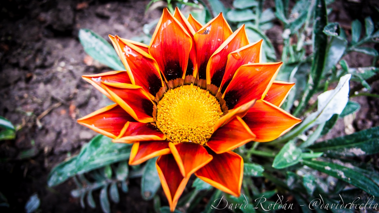 "orange flower" de David Roldn