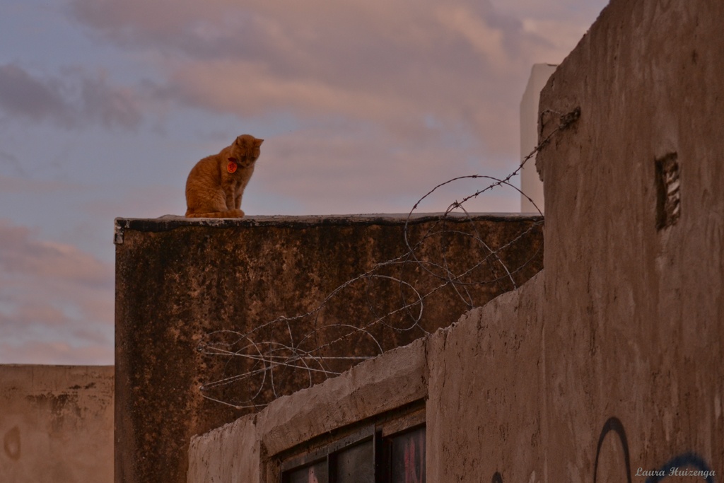 "Gato en el tejado" de Laura Noem Huizenga