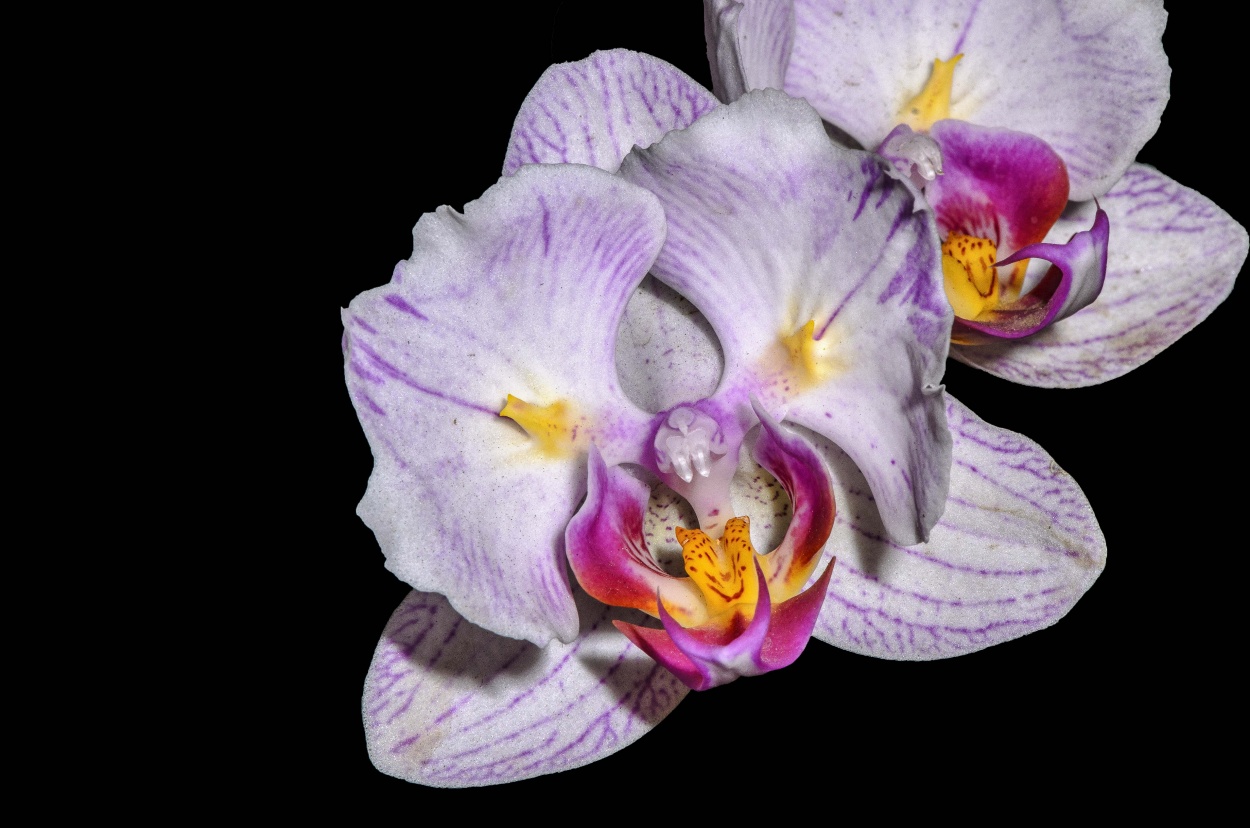"Orquidea Phalenopsis" de Edgar Mendez
