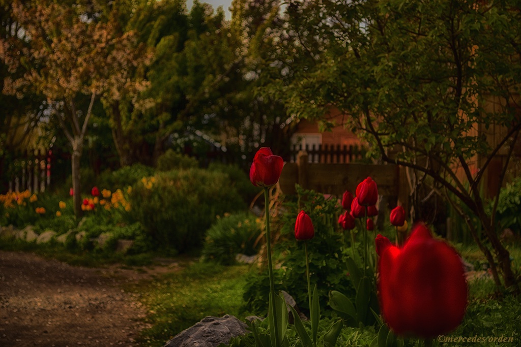 "Tulipanes rojos" de Mercedes Orden