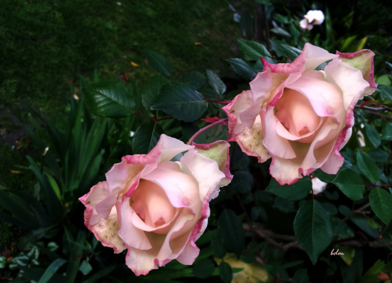 "rosas rosadas." de Beatriz Di Marzio
