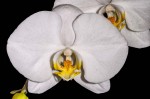 Orquidea Blanca