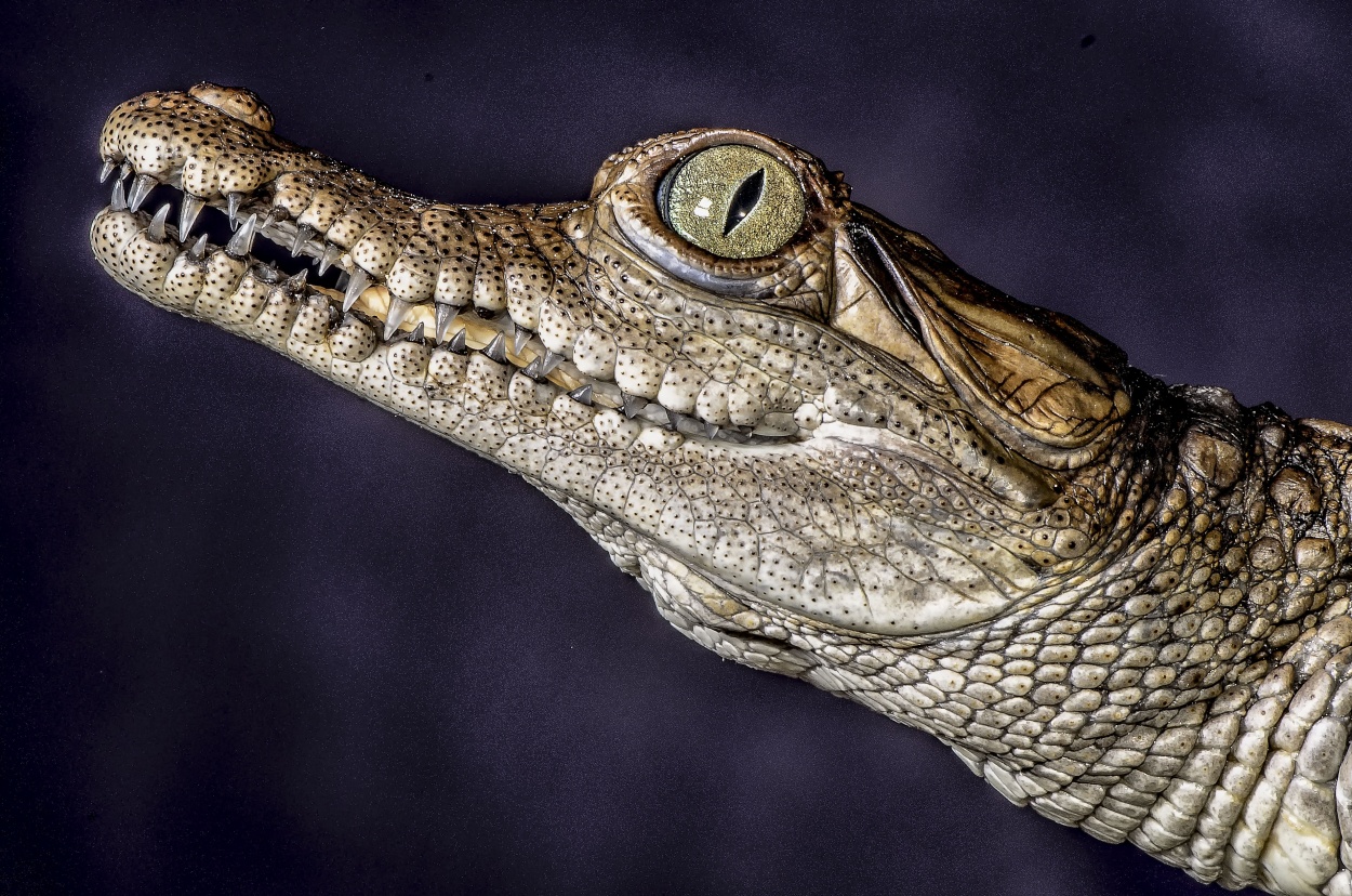 "Baby Caiman de la Costa (Crocodillus acutus)" de Edgar Mendez