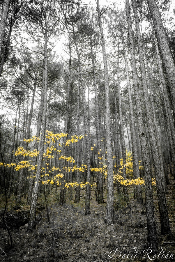 "bosc encantat" de David Roldn