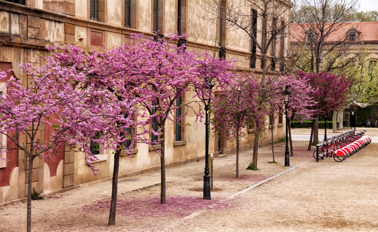 "Primavera en Barcelona" de Mario Abad